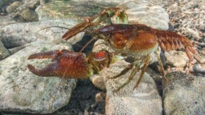 La verdadera (y curiosa) historia del cangrejo autóctono español, que no era ni autóctono ni español