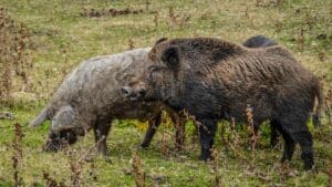 Investigan sistemas para prevenir la peste porcina en fincas donde jabalíes y cerdos están en contacto