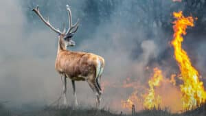 ¿Qué pasará con la caza en la sierra de La Culebra tras el incendio que ha arrasado 30.000 hectáreas?