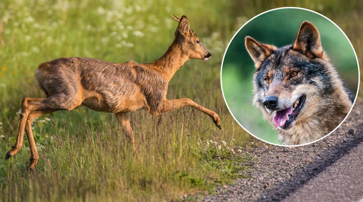Graban a un lobo con sarna ‘cazando’ un corzo en una carretera de Galicia