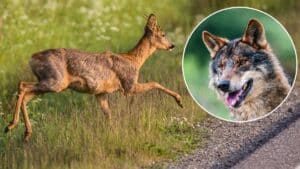Graban a un lobo con sarna 'cazando' un corzo en una carretera de Galicia