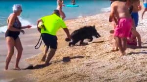 Un jabalí ataca a una mujer de 67 años con movilidad reducida en una playa de Alicante