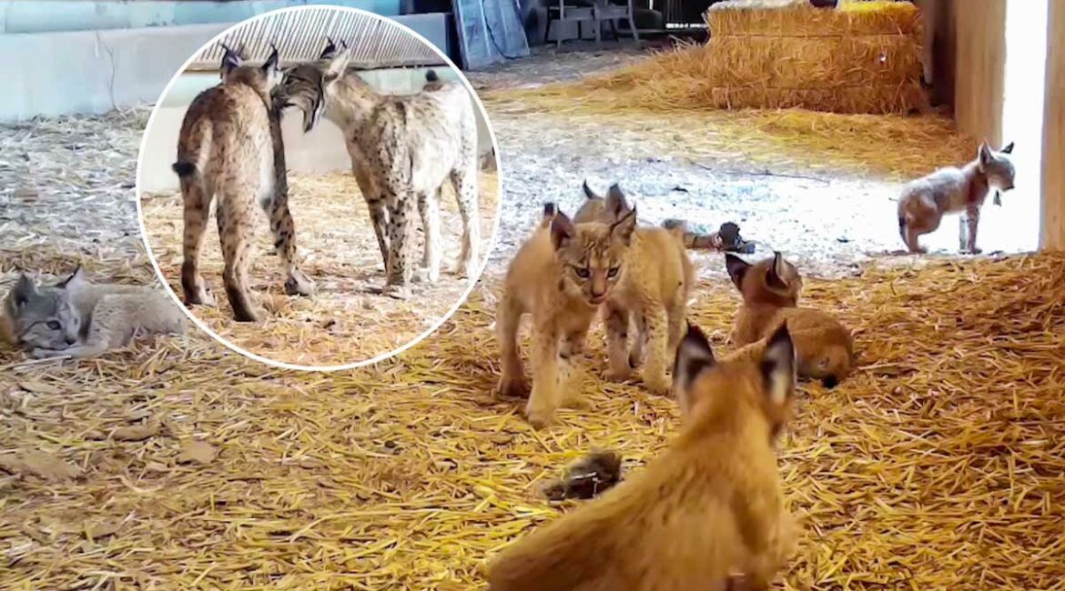 Dos hembras de lince crían juntas a seis cachorros dentro de un pajar en Ciudad Real
