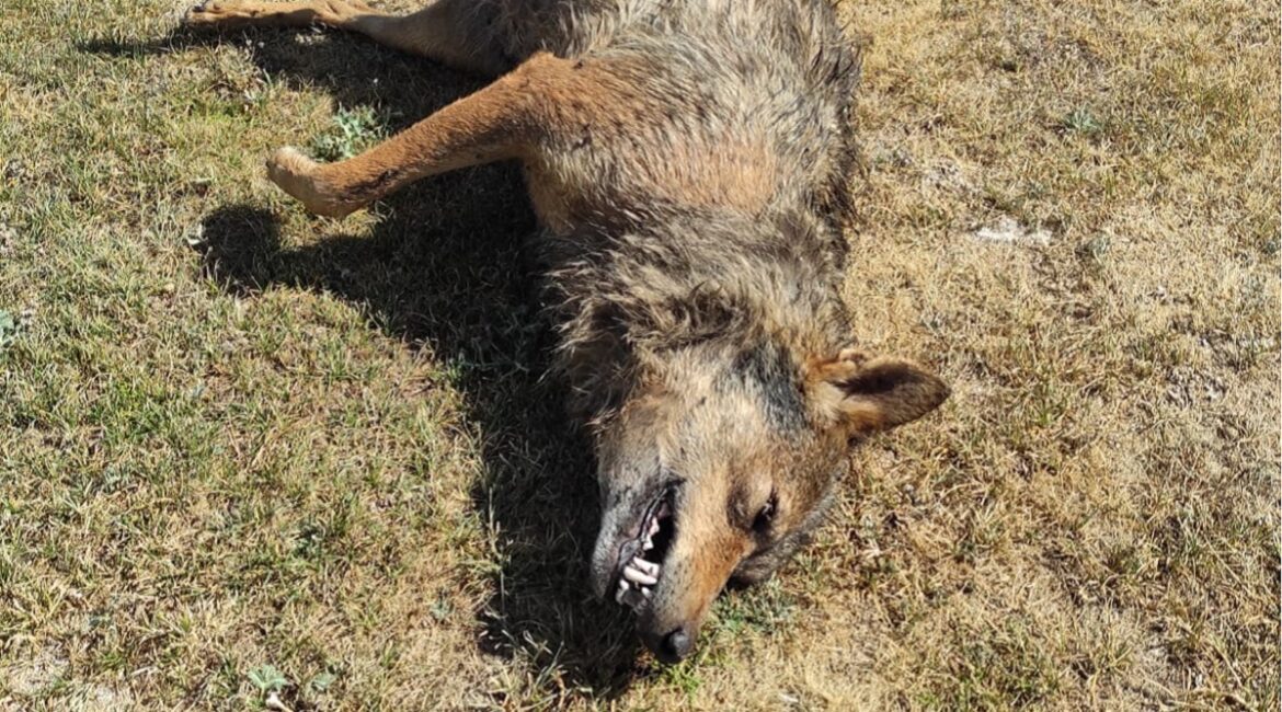 Aparece un lobo muerto en las cercanías de Valladolid capital