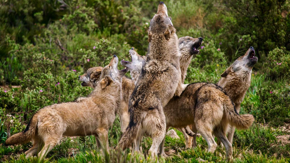 El Parlamento Europeo exige que se revise el estatus de protección del lobo  y abre la puerta a su control