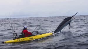 Un pescador lucha contra un marlín de 272 kilos desde un kayak