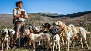 Día histórico en Extremadura: la montería y la rehala, declaradas Bien de Interés Cultural