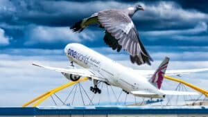Madrid permitirá cazar palomas en el aeropuerto de Barajas a ocho cazadores por la seguridad de los vuelos