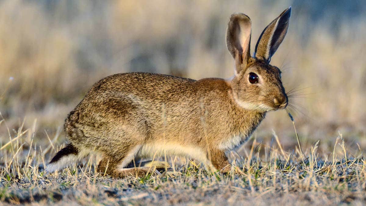 Por qué los conejos entierran vivas a sus crías recién nacidas?