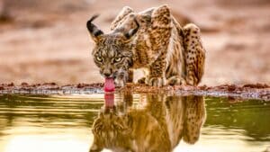 Este verano la fauna salvaje dependerá más que nunca del agua de los cazadores: se espera sequía