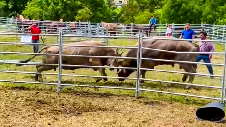 Un momento del enfrentamiento entre los toros.