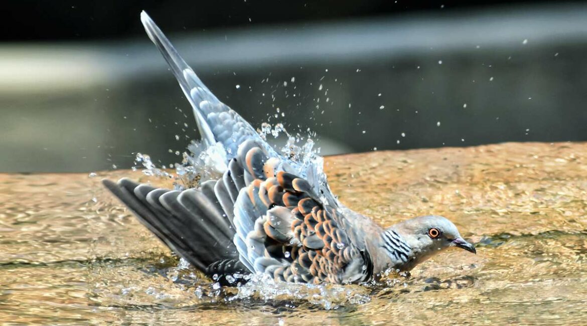 Tórtola bañándose en el agua. © Shutterstock