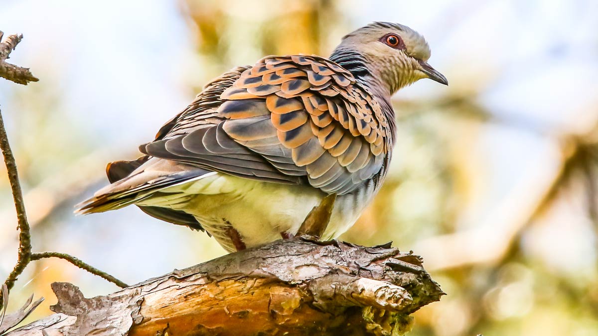 La población de tórtola aumenta y
