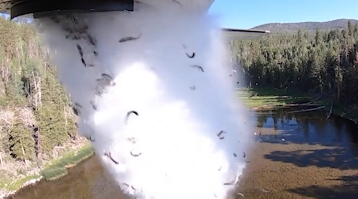 Así es la repoblación aérea de truchas en lagos de alta montaña en Estados Unidos