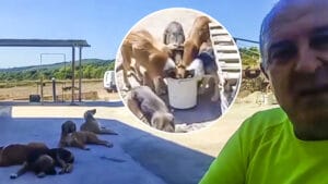 Un cazador rescata a siete cachorros que encontró abandonados en su coto: «PACMA no quiere que veas esto»