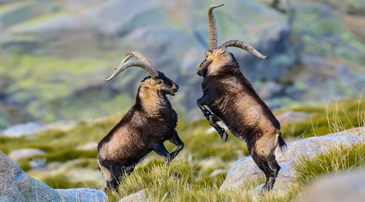 Los mayores expertos en cabra montés analizarán en una jornada la situación de la especie en el siglo XXI
