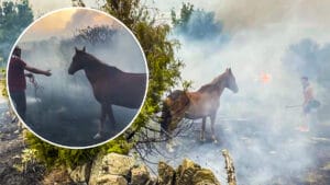 Tres cazadores rescatan a un caballo a punto de ser devorado por las llamas en un incendio de Ávila