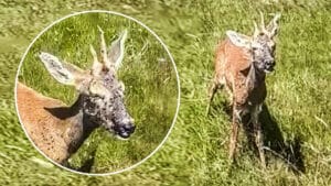 Un cazador encuentra un corzo moribundo en un coto de Asturias
