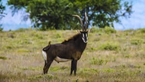 Tras sables y kudus en el Cabo Oriental Sudafricano: así fue el II Excopesa Experience