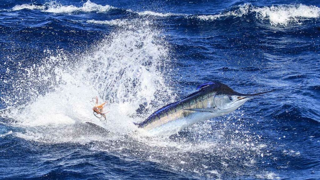Un blue marlin salta fuera del agua.