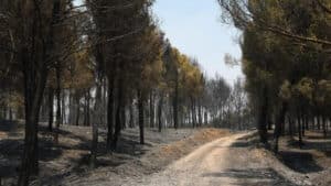 Los cazadores federados con cotos afectados por los incendios no pagarán tarjeta federativa en Aragón