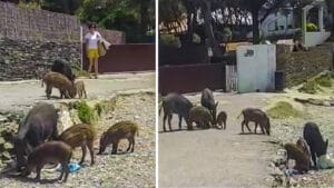 Una piara de jabalíes roba comida a unos turistas en una playa de Cadaqués