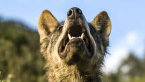 El TC declara inconstitucional la ley que avalaba cazar lobos al norte del río Duero