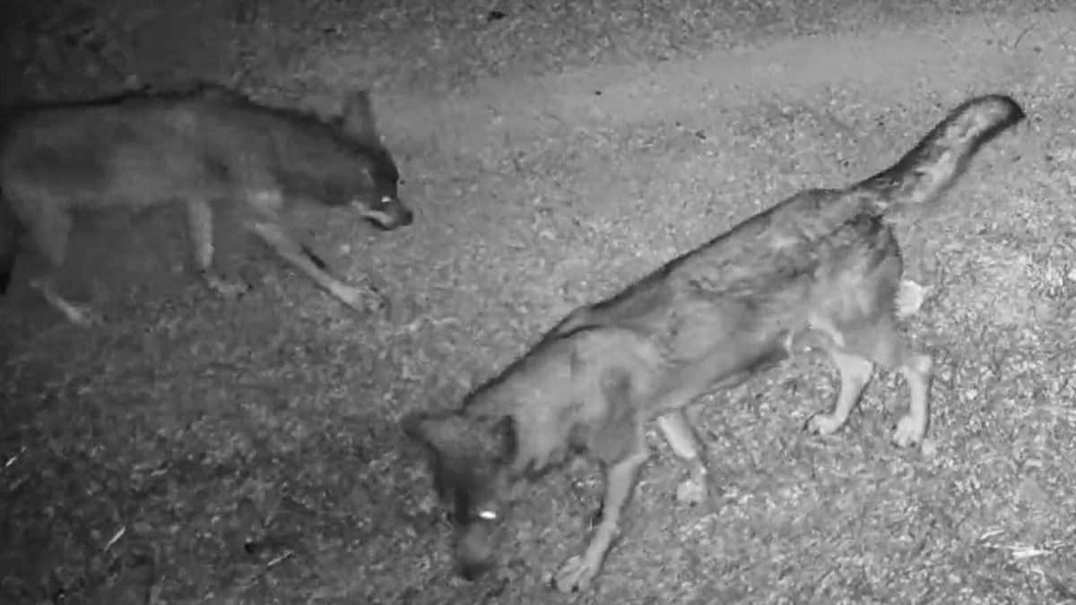 Los lobos vuelven a la Sierra de la Culebra tras el incendio: esta cámara los ha grabado