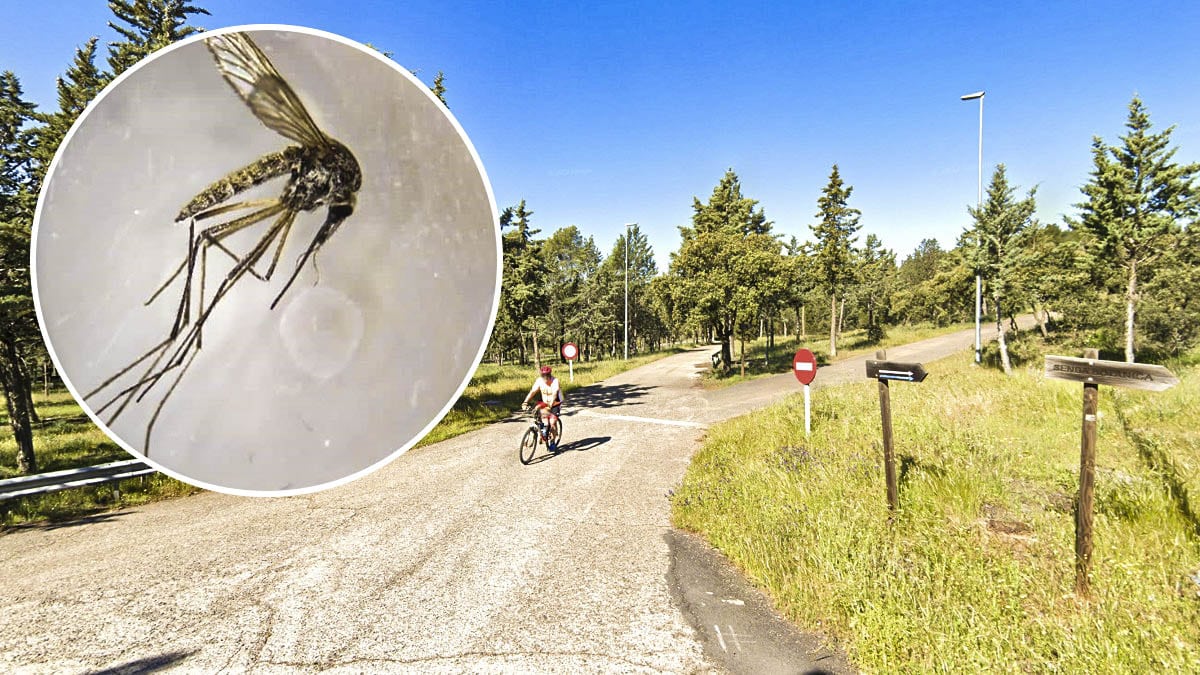 Detectan un mosquito muy agresivo originario de zonas de alta montaña en Ciudad Real