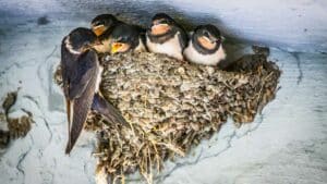 Destroza cinco nidos de golondrina mientras el vecino lo graba: ahora podría ser multado con hasta 200.000€