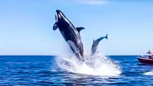 Una orca choca contra un delfín en el aire tras un gran salto fuera del agua
