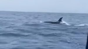Un grupo de orcas atemoriza a varios pescadores en Huelva