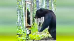 Esta es la reacción de un oso al verse en un espejo por primera vez