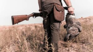 Paloma torcaz: cómo preparar una tirada de caza en media veda