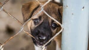 La protectora que cobra 567.000 € por gestionar la perrera municipal de Burgos, sancionada por desatender a los animales