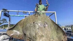 Pescan con arco una raya de récord mundial que pesó más de 100 kilos