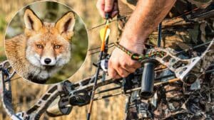 Un hombre caza con arco cinco zorros en solo dos minutos haciendo la chilla