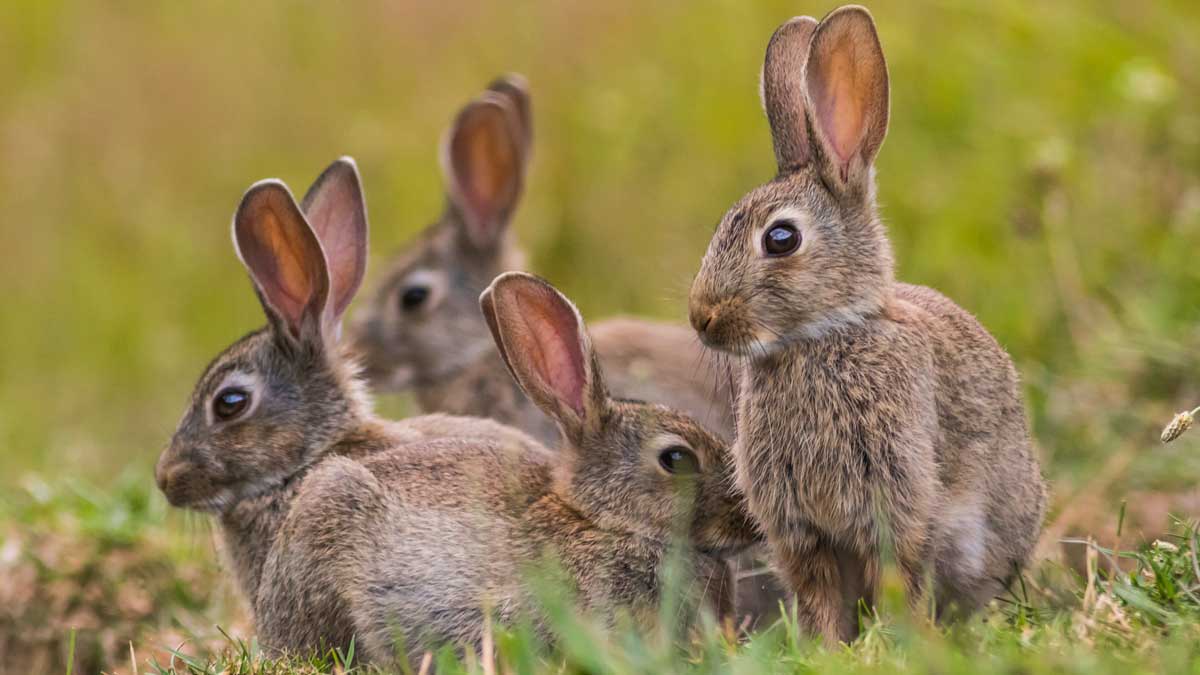 Piden ayuda para identificar al posible conejo híbrido que arrasa las cosechas de 258 pueblos manchegos