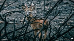 Los cazadores organizan un sorteo solidario a favor de la fauna de la Sierra de la Culebra incendiada