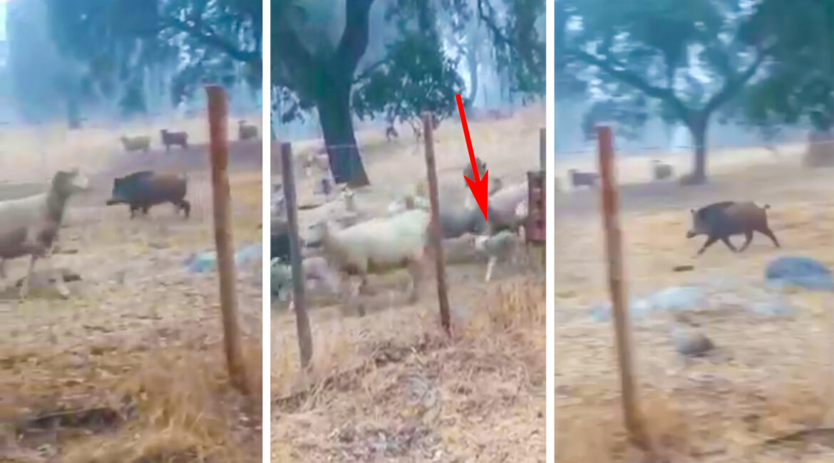 Un jabalí ataca a un rebaño de ovejas y da caza a un cordero