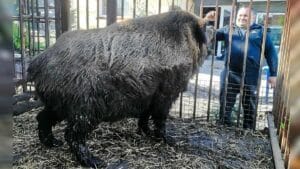 Un jabalí del tamaño de un oso causa furor en las redes