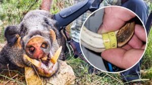 Cazan a ‘la bestia de la Safor’, un viejo jabalí de 120 kg que atacaba perros y destrozaba cultivos en Valencia