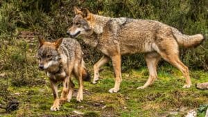 Cantabria se planta y seguirá autorizando cazar lobos: «No nos asustan las amenazas con los tribunales»