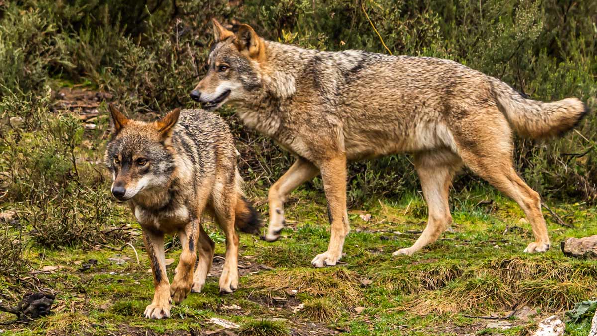 Francia ya ha abatido 84 lobos este año a pesar de tener una población muy  inferior a la de España