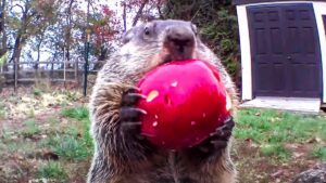 Una marmota muy sinvergüenza: roba hortalizas y las come ante la cámara de seguridad del dueño