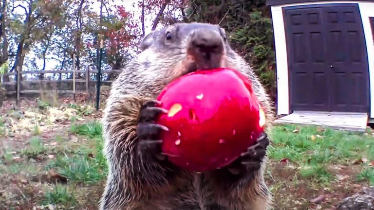 La marmota frente a la cámara. © YouTube