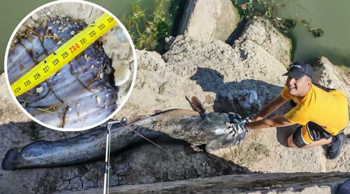 Monstruos del río Ebro: pesca un siluro de 2,30 metros con una caña de 30 euros