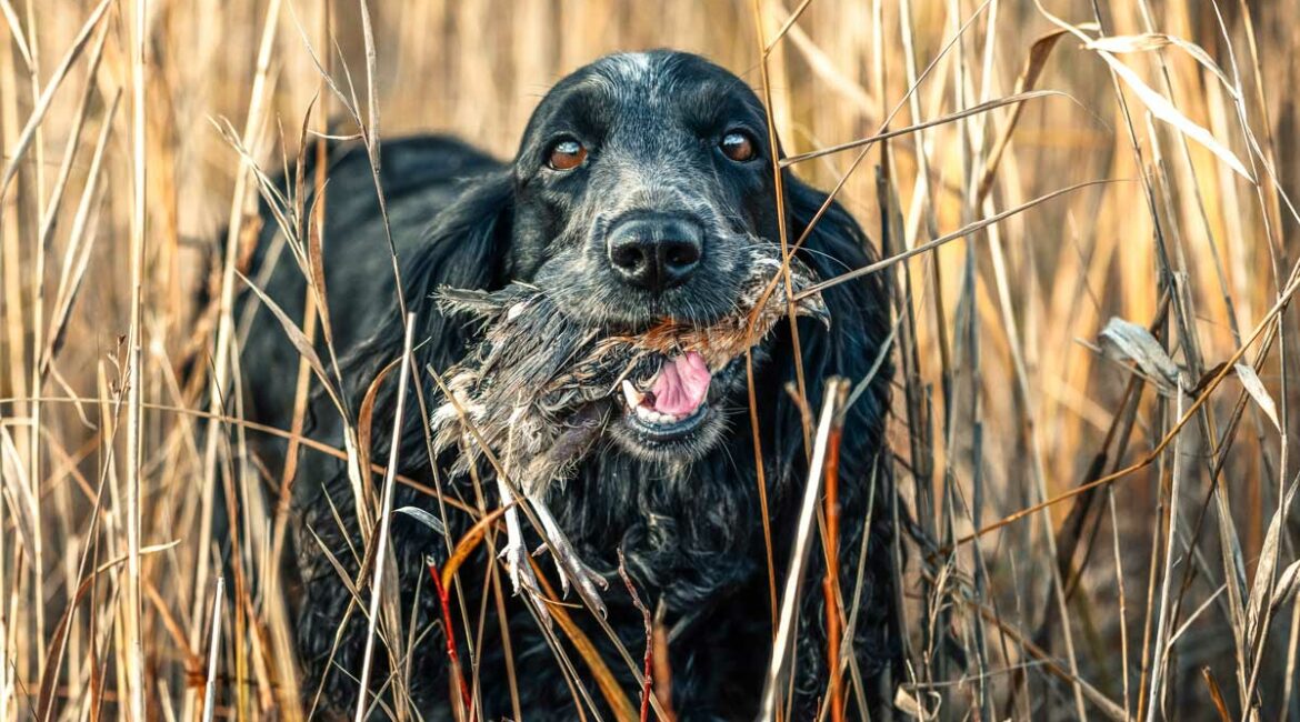 Un perro de caza con una codorniz en media veda.