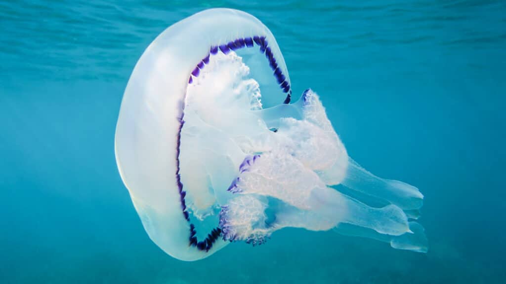 medusa en el mar