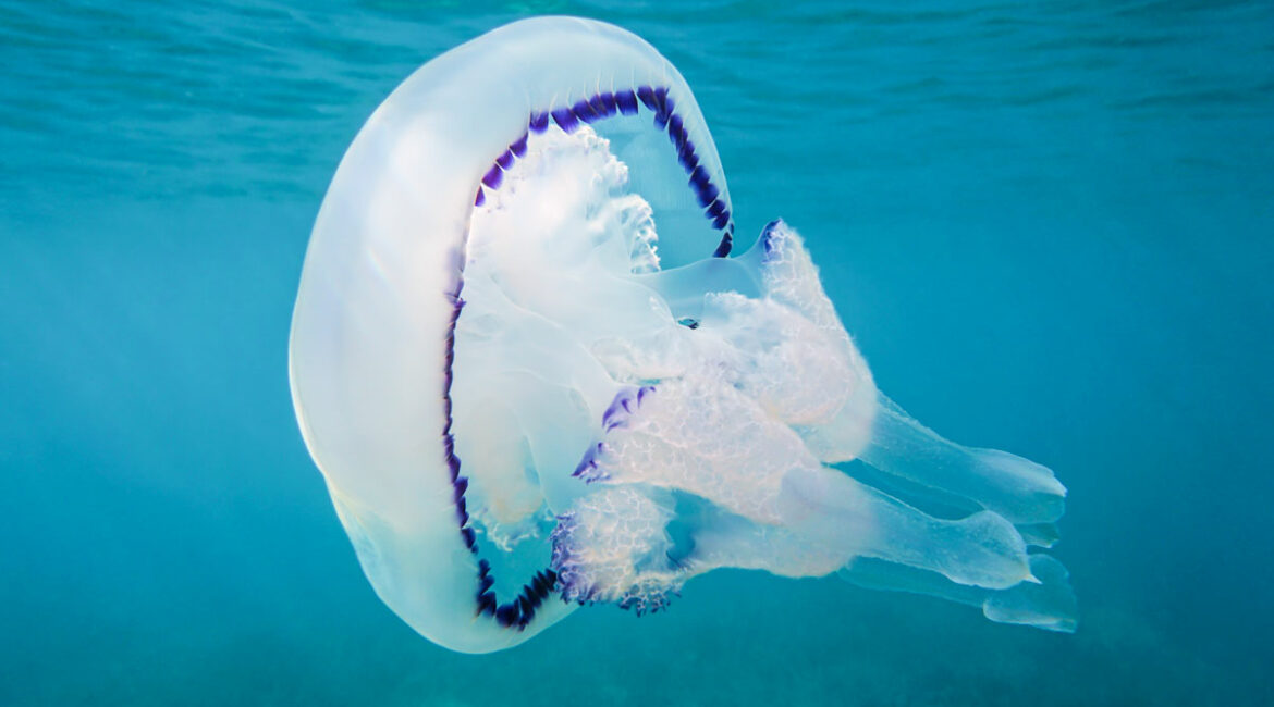 medusa en el mar